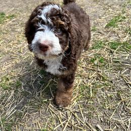 Bernedoodle Puppies from Mindys Doodles