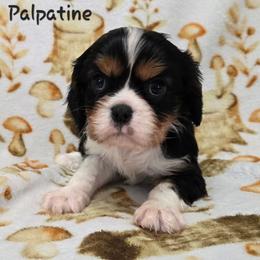 Palpatine - Tri-color male Cavalier King Charles Spaniel puppy in Wardville, Oklahoma from Lily of the Valley Cavaliers