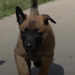 Belgian Malinois from Hershel's