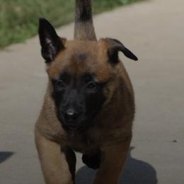 Belgian Malinois from Hershel's