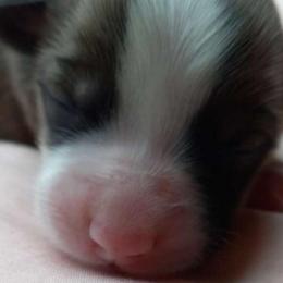 Girl 3 - Red female Pembroke Welsh Corgi puppy in Michigan from Metzger Homestead