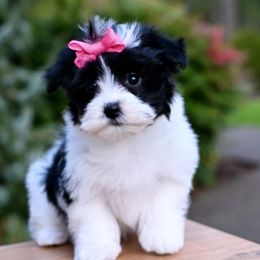 Judge - Havanese