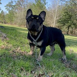 Napoleon - French Bulldog