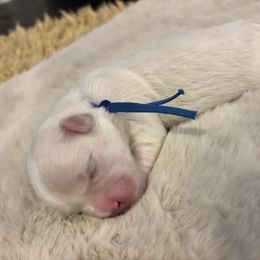 Pepper - White male Mal-Shi puppy in Raleigh, North Carolina from Loveable Litters