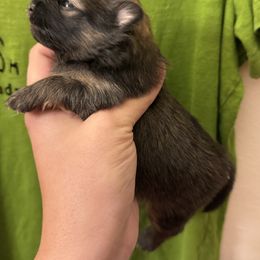 Sable boy - Orange sable male Pomeranian puppy in Tyler, Texas from Aukland’s Poms