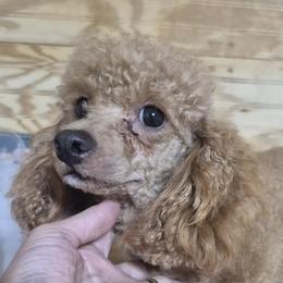 Cherry - Maltipoo