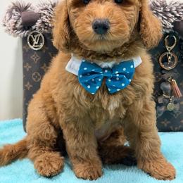 Blaze - Apricot male Goldendoodle puppy in Cooper City, Florida from Jenny La Bone