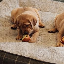Labrador Retrievers from Heartfelt Love Labradors