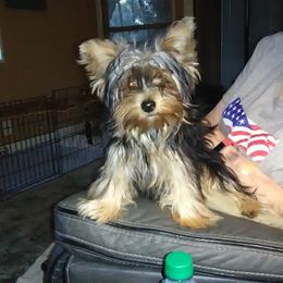Kyra - Yorkshire Terrier