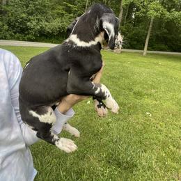 Great Dane Puppies from Starlight Danes