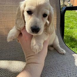 Male 3 - Cream male Dachshund puppy in Walla Walla Valley, Oregon from English Cream Dachshunds