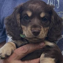 Jasper - Chocolate and cream male Dachshund puppy in Groveport, Ohio from Brobst Farm