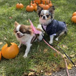 Chihuahua Puppies from Petite Pups