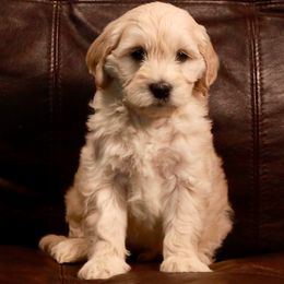 Goldendoodle Puppies from 307 Mini Goldendoodle