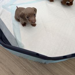 Izzy - Fawn (isabella) and tan female Dachshund puppy in Clarksville, Tennessee from Little Long Weens