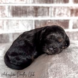 Amor - Black and tan male Cavapoo puppy in Knoxville, Tennessee from Adventure Doodles Club