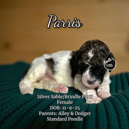 Parris - Parti female Poodle puppy in Pink Hill, North Carolina from Boodle's Standard Poodles