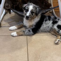 Boy 4 - Blue merle Australian Shepherd puppy in Perkasie, Pennsylvania from Kid’s Kingdom Australian Shepherds