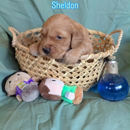 Sheldon - Dark golden male Golden Retriever puppy in Parker, Colorado from Legacy Ranch Golden Retrievers