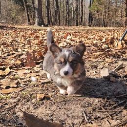Zara - Blue female Pembroke Welsh Corgi puppy in Norwood, Missouri from McGraw's Paws 🐾