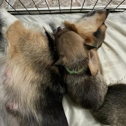 Pembroke Welsh Corgi Puppies from Annwyl McCorgis