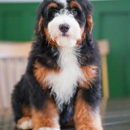 Arrow (socialization program student) - Tri-color male Bernedoodle puppy in Dundee, Ohio from Down Home Doodle