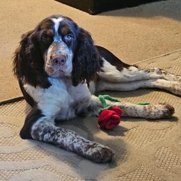 Mayzie - English Springer Spaniel