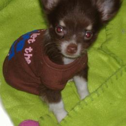 Chihuahua Puppies from Chilove Chihuahuas