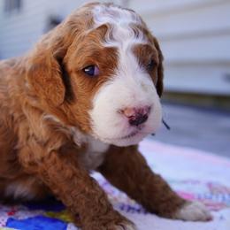 Stitch - Cream male Goldendoodle puppy in Lancaster, Pennsylvania from Henriquez Puppies