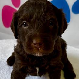 Ford - Brown male Bernedoodle puppy in Horseshoe Bend, Idaho from Over the Moon Poodles and Doodles