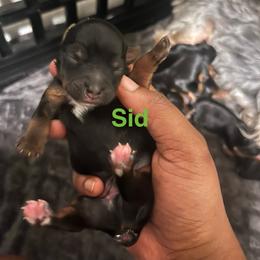 Sid - Black and tan male Yorkipoo puppy in Gastonia, North Carolina from Precious pups dynasty kennel