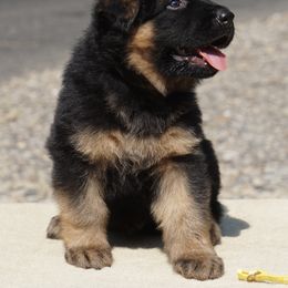 Andre - Black and red male German Shepherd puppy in Muldrow, Oklahoma from Reizarf Kennels