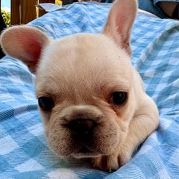 Benjamin - Cream male French Bulldog puppy in Greenfield, Missouri from Hope Mountain French Bulldogs