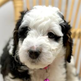 Girl 1 - Tri-color Bernedoodle puppy in Draper, Utah from Draper Doodles