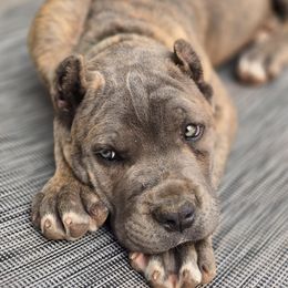 Green - Gray brindle male Cane Corso puppy in Chestertown, Maryland from Willow Creek Cane Corsos