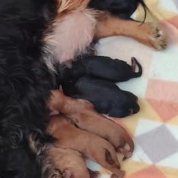 Beau - Black and tan male Cavalier King Charles Spaniel puppy in Sandstone, Minnesota from Peaceful Garden Cavaliers