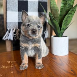 Mr. Teddy (AKC) - Blue male Australian Cattle Dog puppy in Sahuarita, Arizona from A2 Australian Cattle Dogs