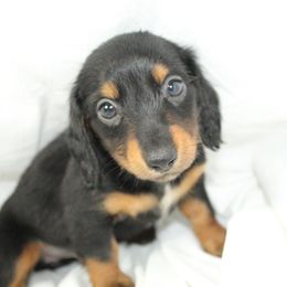 Dachshund Puppies from Mulberry Dachshunds
