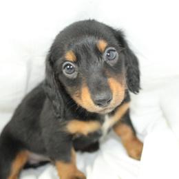 Dachshund Puppies from Mulberry Dachshunds