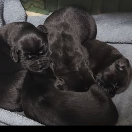 Black female 2 - Black female Newfoundland puppy in Burfordville, Missouri from Umfleet Farms
