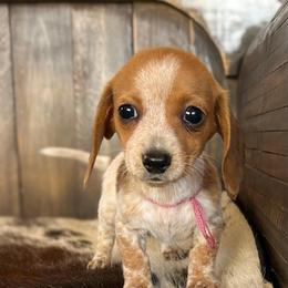 Filly - Red female Dachshund puppy in Marvell, Arkansas from Hat Creek Kennel