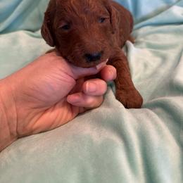 Hot pink collar - Apricot female Poodle puppy in Riverside, California from Riverside red poodles