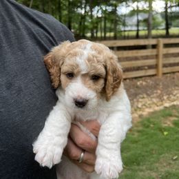 Goldendoodle Puppies from Ellie's Goldendoodles