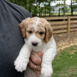 Goldendoodle Puppies from Ellie's Goldendoodles