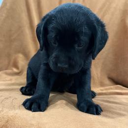 Girl 4 purple - Black female Labrador Retriever puppy in Ledyard, Connecticut from Outback Stables