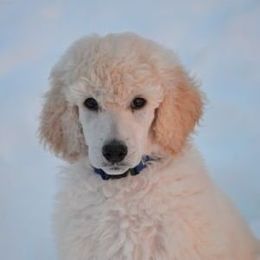 Standard Poodle Puppies from D and D Standard Poodles