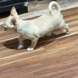 Tilda - Blue fawn female Chihuahua puppy in Madison, Virginia from KimberGlen Chihuahuas