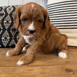 Hazel - Red female Cavapoo puppy in Malad City, Idaho from FreckledCowgirlPuppies