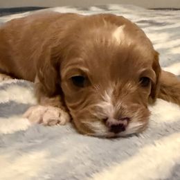 Aussiedoodles, Cavapoos, and Irish Doodles from Schooley Doodles