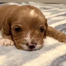 Aussiedoodles, Cavapoos, and Irish Doodles from Schooley Doodles